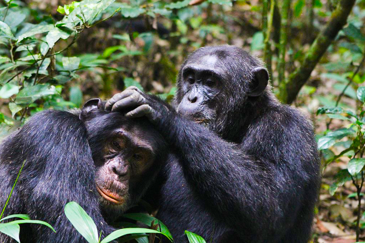 Chimpanzee Tracking in Kibale National Park